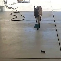 This dog is clearly the master of his own fate 