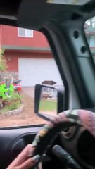 Bear Breaks Into Truck