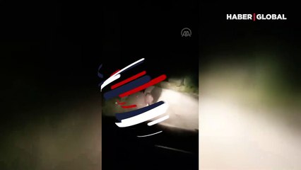 Yavru ayılar aracın önünde böyle koştular