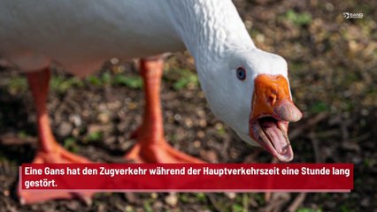 Hartnäckige Gans legt Zugverkehr für eine Stunde lahm