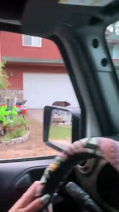Bear Breaks Into Truck