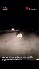 Yavru Ayı Kara Yolunda Otomobilin Işığıyla Son Sürat Koştu