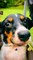 Baby Dog - Cute & Funny Dog Videos Compilation _ Dog Squad _ Animals Funny Videos  #shorts #animals