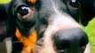 Baby Dog - Cute & Funny Dog Videos Compilation _ Dog Squad _ Animals Funny Videos  #shorts #animals