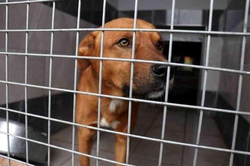 Hayvanları Koruma Gününde anlamlı lansman