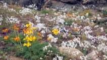 Chile crea parque nacional en desierto de Atacama para proteger fenómeno de floración