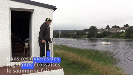 En Ecosse, les pêcheurs désespèrent face à la disparition des saumons sauvages