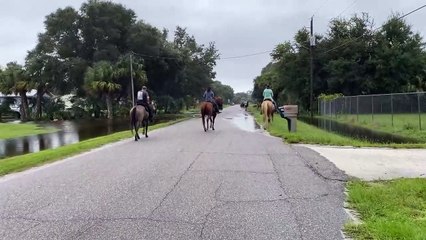 Cows Rescued From Floodwaters