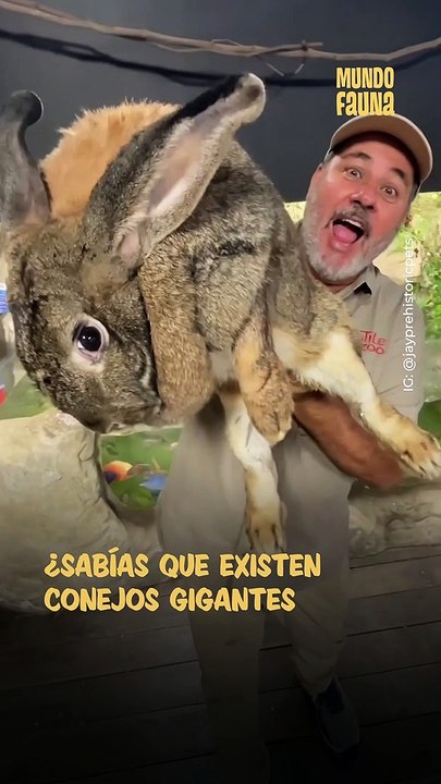 ¡Hasta 10 kilos!: Así son los conejos más grandes del mundo