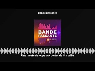 Une meute de loups aux portes de Marseille