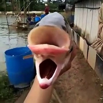 Encuentran extraña criatura con cuatro ojos, dos bocas y dos cabezas