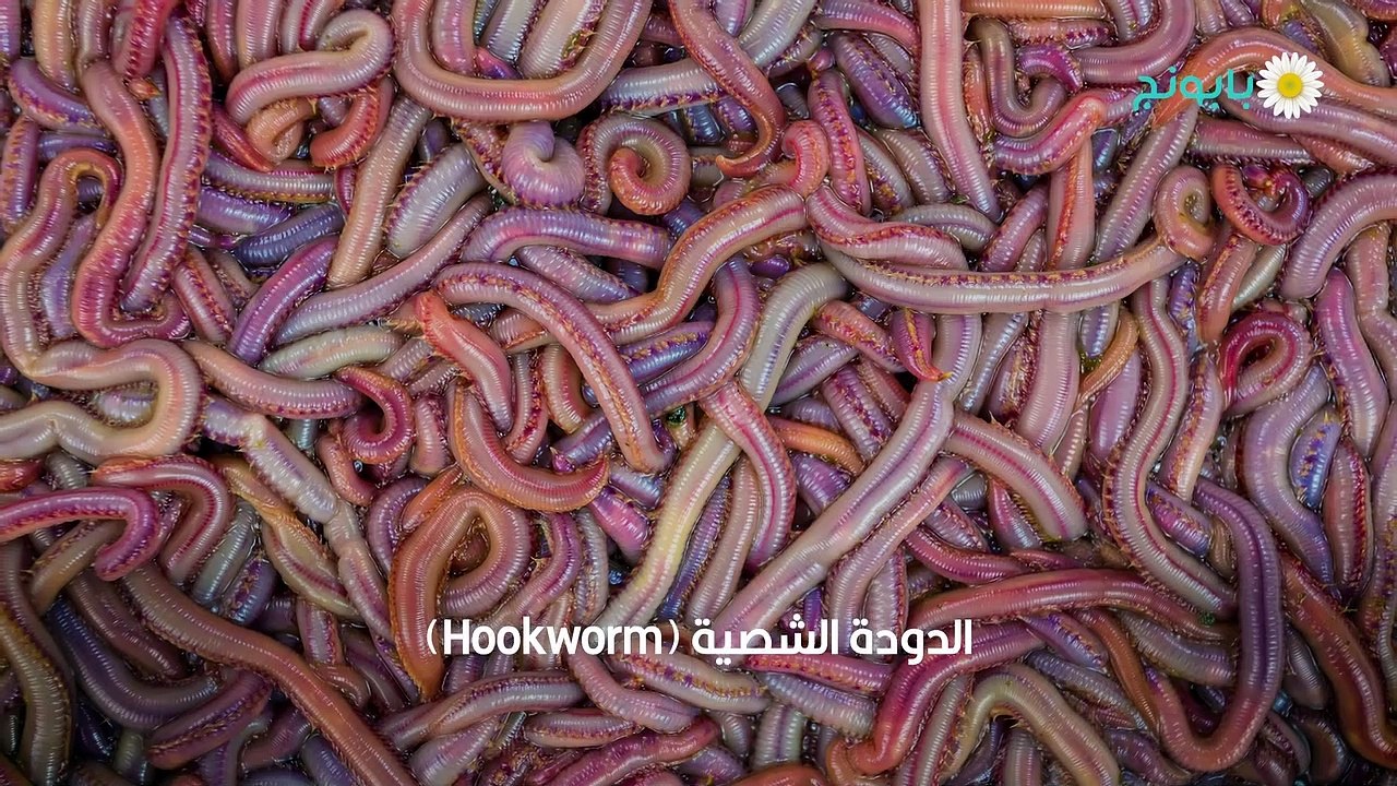dailymotion