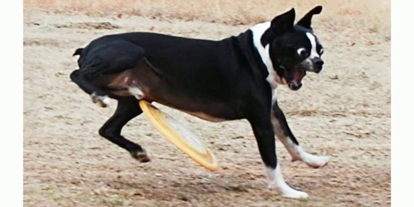 Funniest Animals Video - Funny Dogs And Cats - Try Not To Laugh Animals 2022