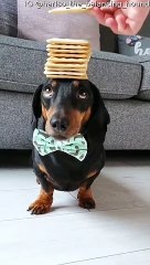 Dachshund Balances Stack of Crackers