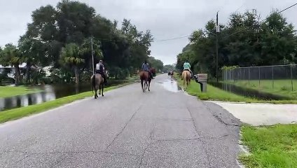 Cows Rescued From Floodwaters