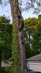 Cette famille de ratons laveurs rentre à la maison en file indienne sur son arbre et c'est adorable