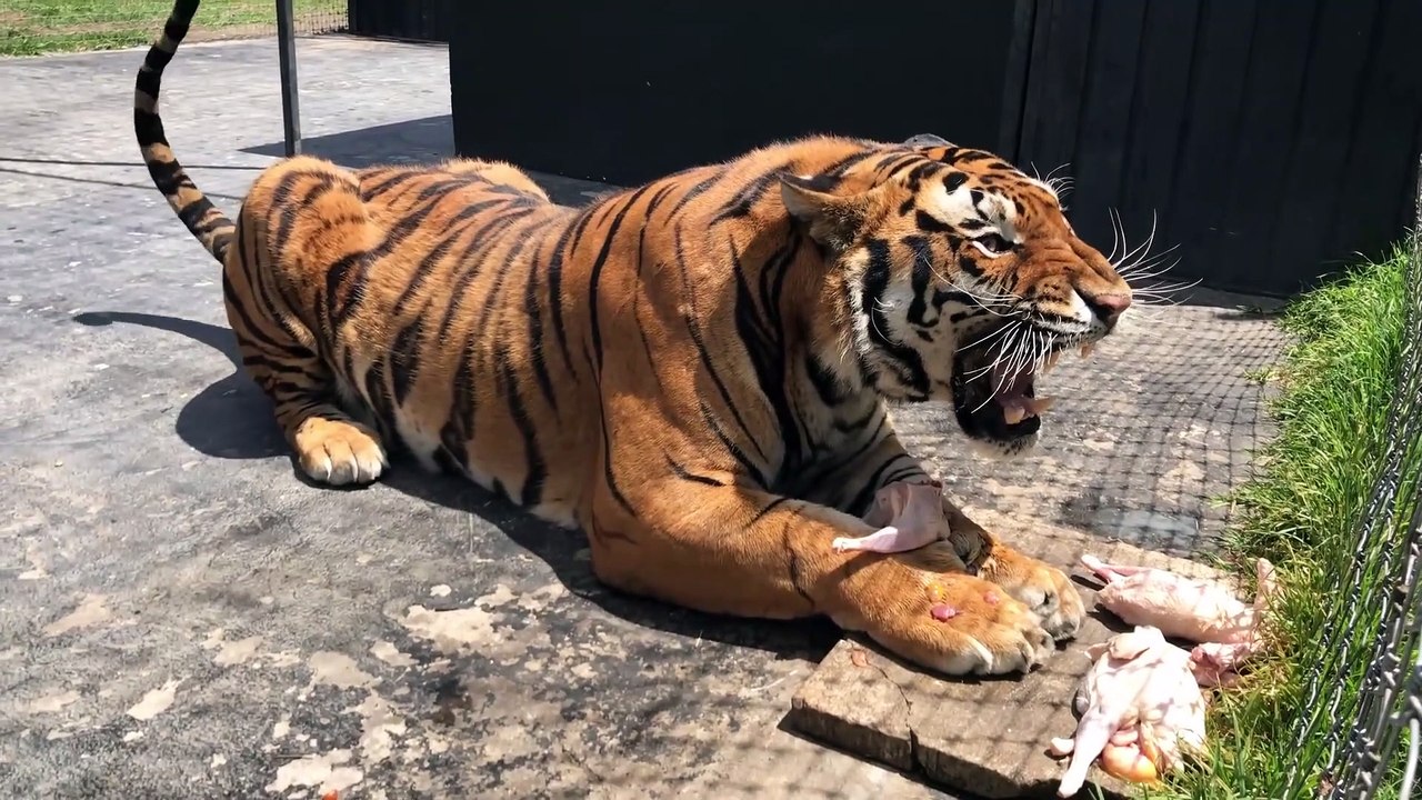 Ne jamais déranger un tigre qui mange... Dangereux