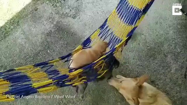 Cette maman chien berce ses bébés dans un hamac