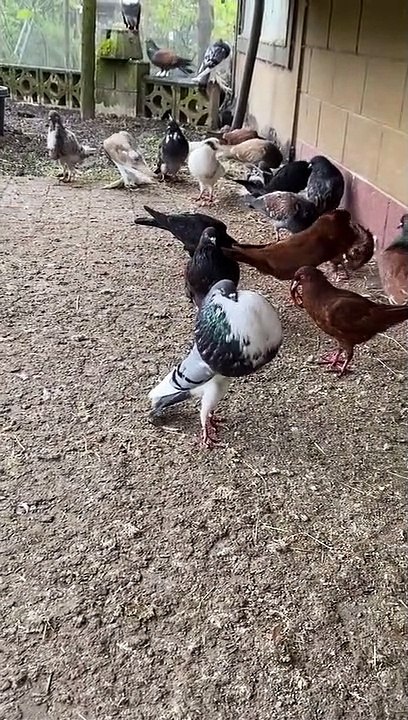 Pigeon Puffs Himself Up