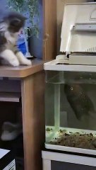 Cats vs Fish: Who Wins? 🐱🐟