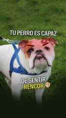 Tu perro es capaz de sentir rencor