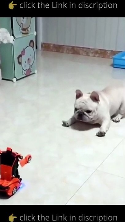 funny_animals_#short