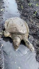 迫ってくるスッポン