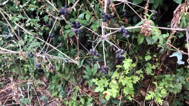 Doğada Şifalı yabani Kereviz Bitkisi Ve Tohumu