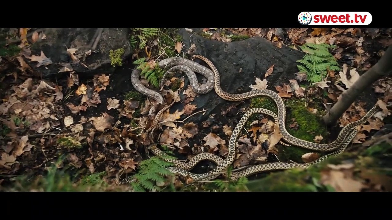 Le Souffle du serpent Bande-annonce (UK)