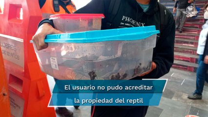 Detienen a pasajero por transportar una serpiente en la estación Universidad de la línea 3 del Metr