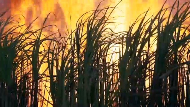 Farmers in north Qld turn to grey nomads to fix worker shortages