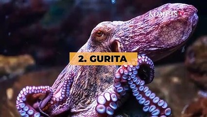 5 Hewan Ini Darahnya Tidak Berwarna Merah, Lalu Apa Warnanya?