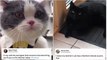 You've got to be kitten me! Hilarious videos of cats meowing in 'Irish and Northern Irish accents' go viral