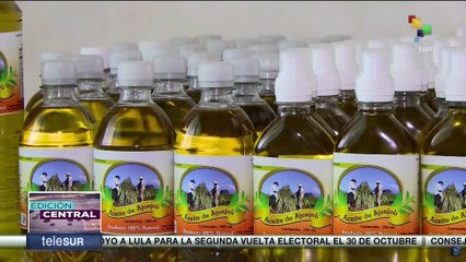 Nicaragua: La producción de aceite de ajonjolí genera cifras récords de exportación
