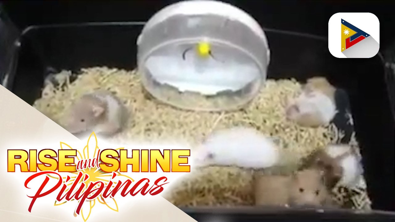 Makilaro kasama ang cute, maliit, at makulit na...
