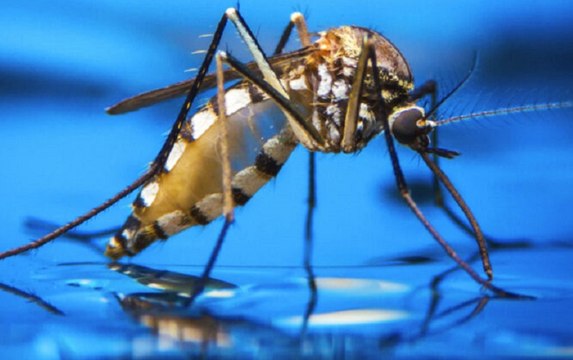 PB registra quase 46 mil casos de arboviroses e 53 óbitos suspeitos de janeiro a setembro de 2022