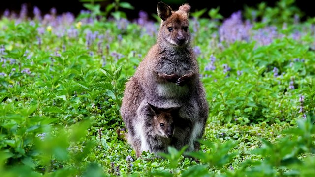 So cute and beautiful kangaroo Cute animal