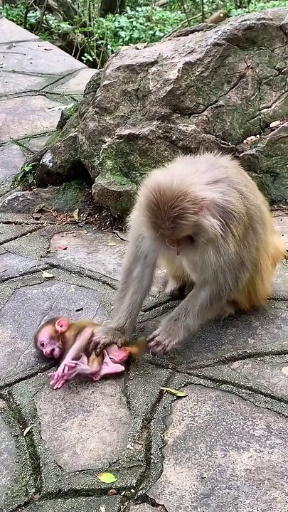Monkey mother abuses baby