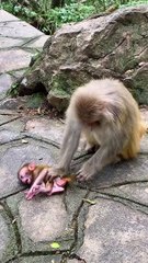 Monkey mother abuses baby