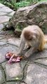 Monkey mother abuses baby