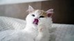 So cute and beautiful cat cute cat video beautiful cat