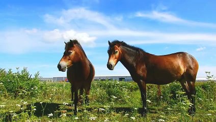 So cute and beautiful Horses