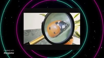 Magisto (Week 99).mp4