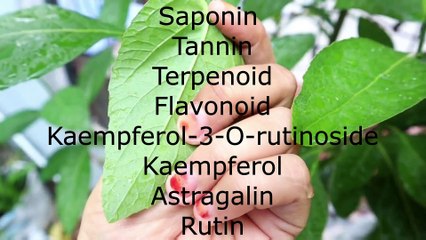Benefits of Gynura procumbens or Daun Sambung Nyawa for Health