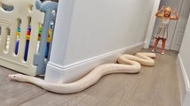 15 Foot Python Gets Loose In Our House.. (TERRIFYING)