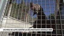 Toulouse : un pôle de lutte contre la maltraitance animale créé