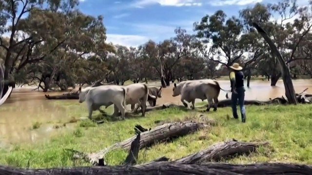 Parts of New South Wales, Victoria, and southern Queensland prepare for flooding