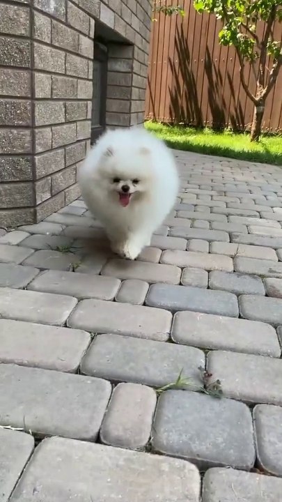 ##Cute puppy
