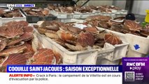 Pourquoi la pêche de la coquille Saint-Jacques s'annonce exceptionnelle cette saison