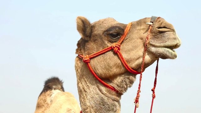 Amazing Facts about Camels Animal Facts for KidsI Education & Fun for Kids